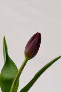 Fresh Florals: Fresh Tulips / Black Diamond COMING SOON
