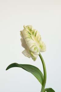 Fresh Tulips / Pearl  NEW