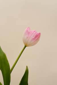 Fresh Florals: Fresh Tulips / First Class