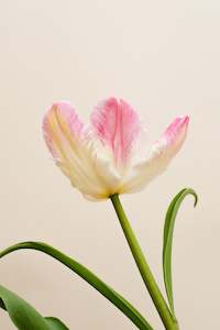 Fresh Tulips / Pixie