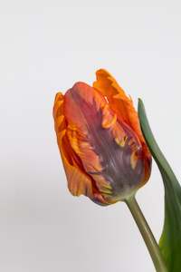 Fresh Florals: Fresh Tulips / Bonfire