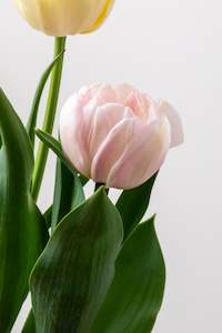 Fresh Florals: Fresh Tulips / Foxtrot