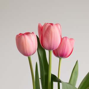 Sissi Tulip – Pre-Chilled Bulbs