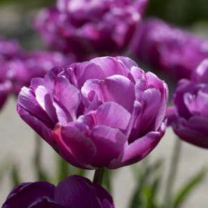 Pre Chilled Tulip Bulbs: Saigon Double Tulip – Pre-Chilled Bulbs