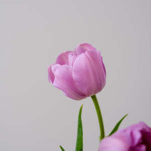 Katinka Tulip – Pre-Chilled Bulbs