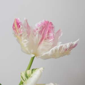Cabana Tulip – Pre-Chilled Bulbs