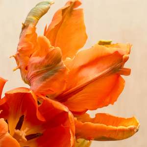 Pre Chilled Tulip Bulbs: Irene Tulip – Pre-Chilled Bulbs