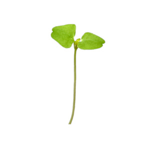 Plant & Herb Growing Kits: CHIA