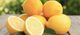 Citrus Tree – Grafted – Orange / Mandarin / Lemon / Lime / Grape Fruit 3L