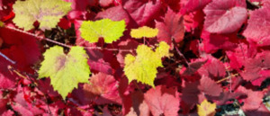 Products: Ornamental Climbing Grape 50cm