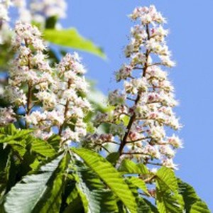 Products: Aesculus Hippocastanum