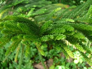 Products: Araucaria Heterophylla
