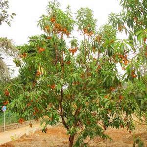 Products: Arbutus Canariensis