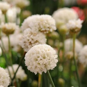 Products: Armeria Ballerina