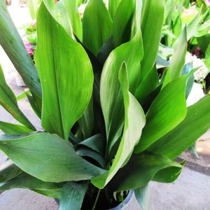 Products: Aspidistra Elatior