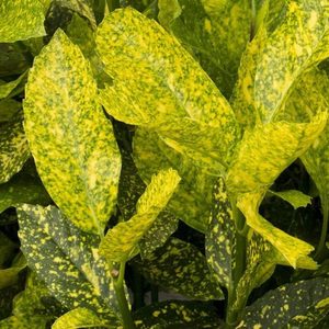 Products: Aucuba Mr Gold Strike