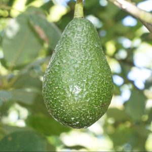 Products: Avocado Edranol