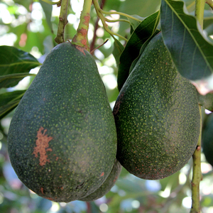 Products: Avocado Fuerte