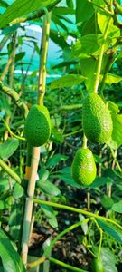 Products: Avocado Hass Reed or Fuerte