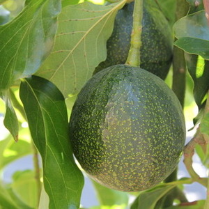 Products: Avocado Reed