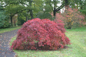 Products: Deciduous Trees & Shrubs