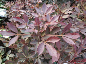 Products: Shade Loving Plants