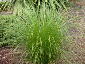 Products: Carex Secta
