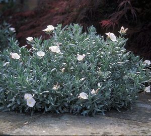Products: Convolvulus Cneorum