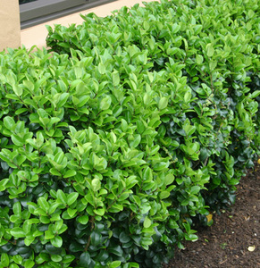 Ligustrum Rotundifolium