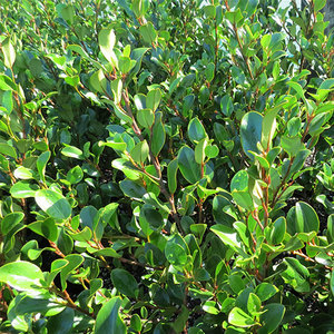 Products: Griselinia Canterbury