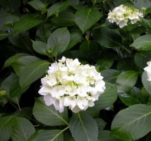 Products: Hydrangea Bridal Bouquet