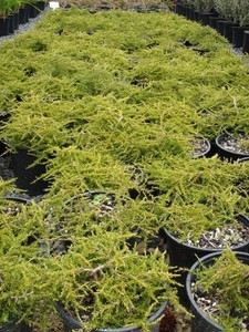 Products: Coprosma Hawera