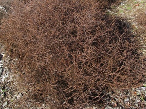 Products: Coprosma Red Rocks