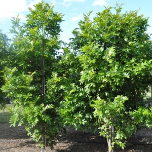 Products: Evergreen Trees