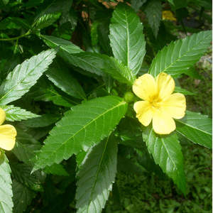 Our Most Popular: Damiana Tincture (Turnera diffusa) 10ml