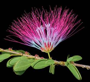 Bobinsana Tincture (Calliandra angustifolia)