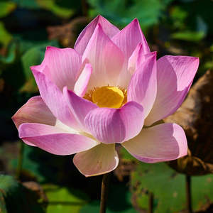 Herbal Extracts: Pink Lotus Tincture (Nelumbo nucifera) 10ml Sacred Lotus