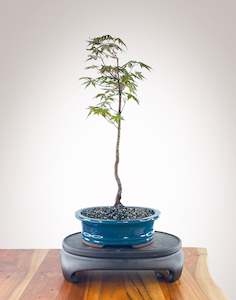 Japanese Maple (JM2210010)