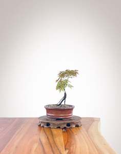 Japanese Maple (JM2210007)