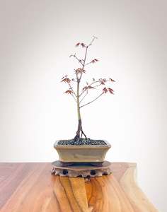 Japanese Maple (JM2210004)