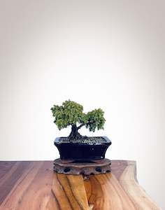 Japanese Cedar (JC2202016)