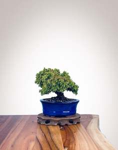 Japanese Cedar (JC2202005)