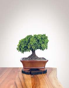 Japanese Cedar (JC2112110)