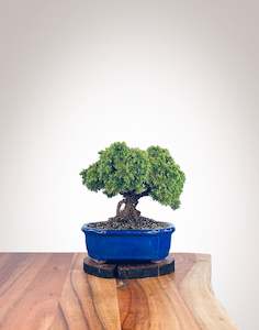 Japanese Cedar (JC2112107)