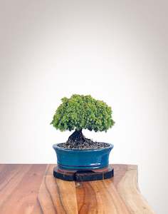 Japanese Cedar (JC2112105)