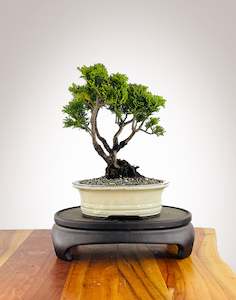 Japanese Cypress (HC25040004)