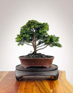 Japanese Cypress (HC25040003)