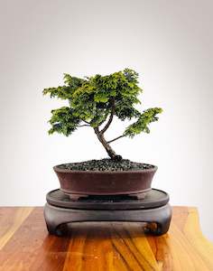 Japanese Cypress (HC25010001)