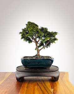 Japanese Cypress (HC2411006)