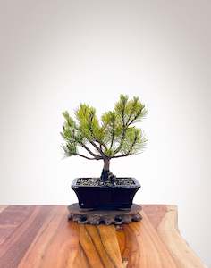 Mugo Pine (MP2212001)